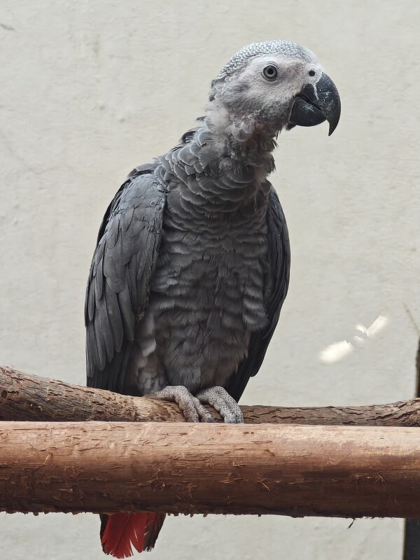 Жако - <<< Наташа >>> Жако - <<< Наташа >>>