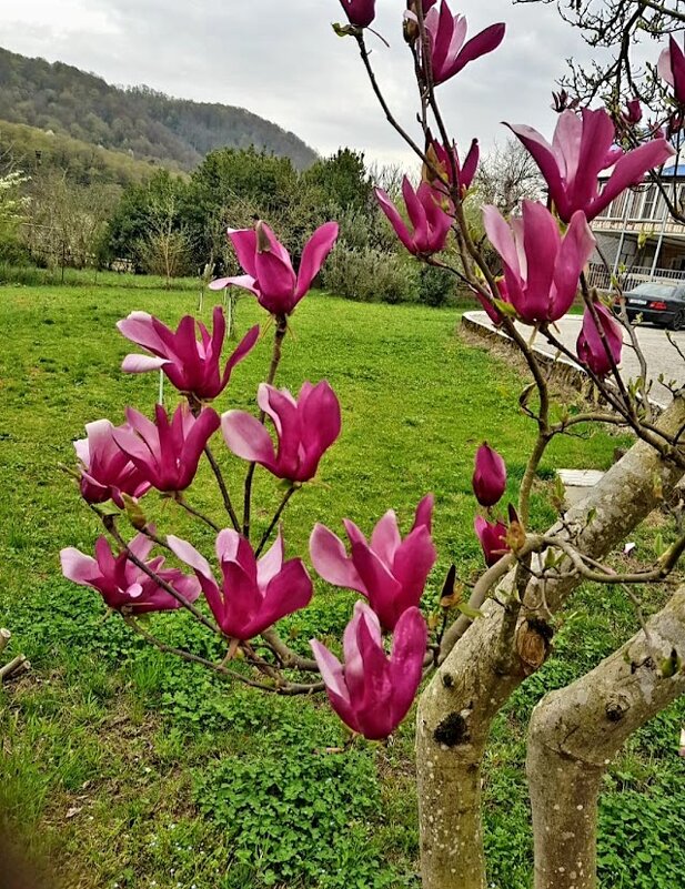 Магнолия Суланжа - Tata Wolf