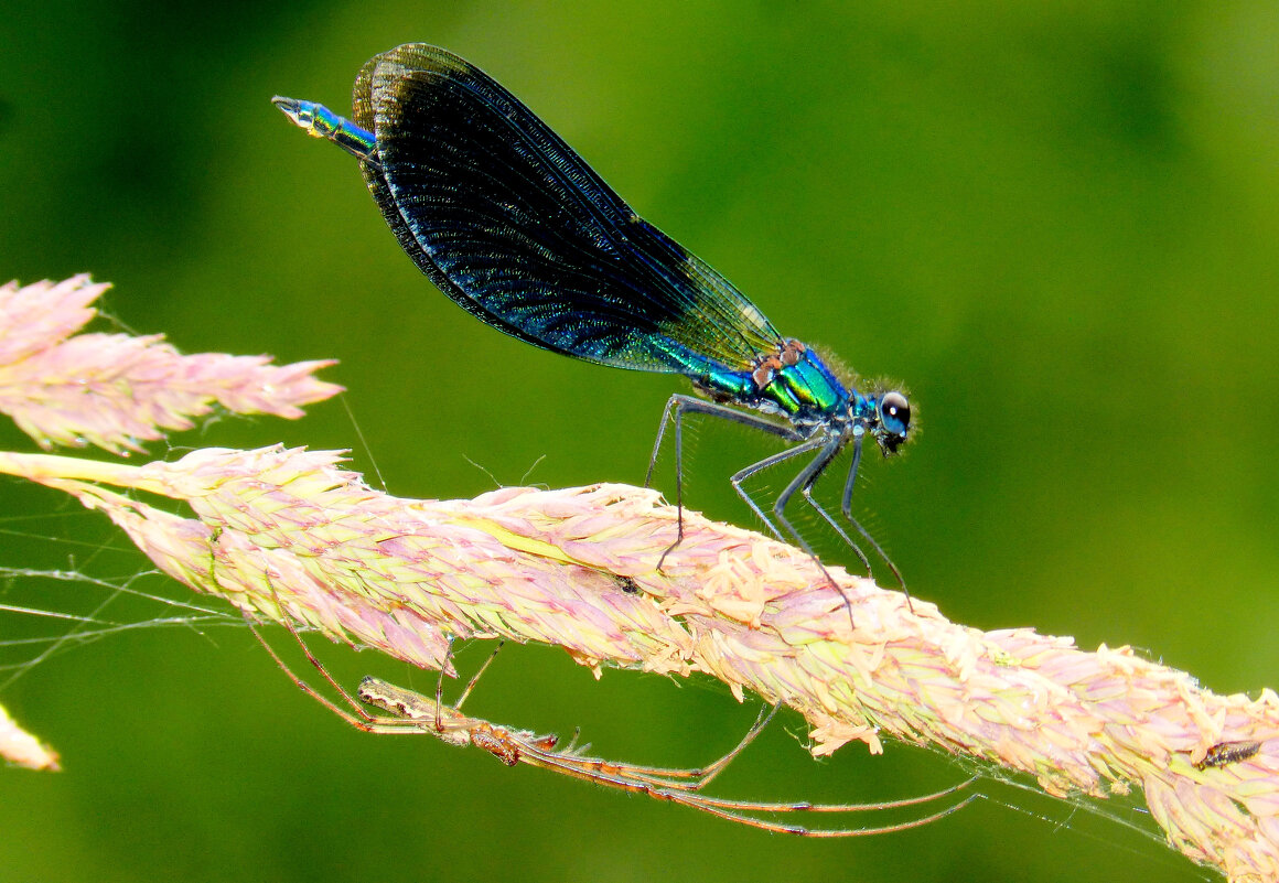 немного про стрекоз 7 - Александр Прокудин немного про стрекоз 7 - Александр Прокудин