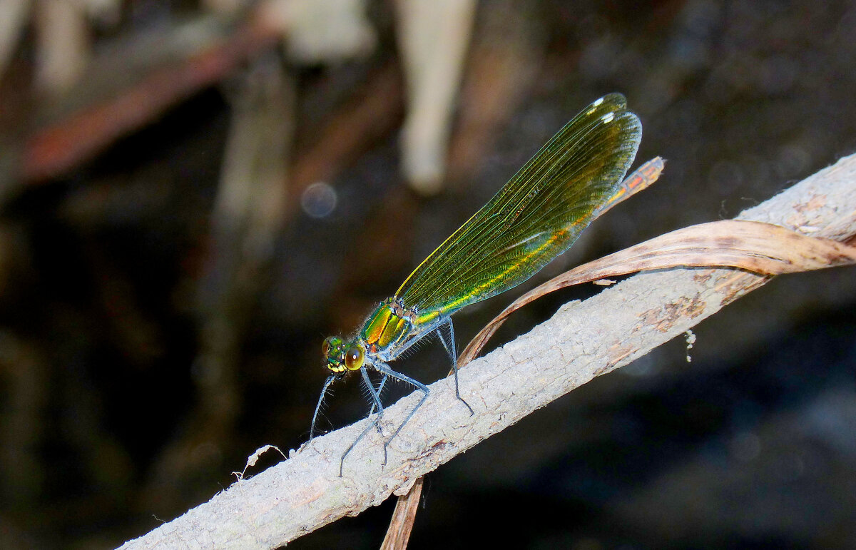 немного про стрекоз 10 - Александр Прокудин немного про стрекоз 10 - Александр Прокудин