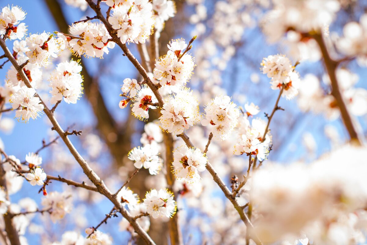 Цвет абрикоса - Тамара Федорова