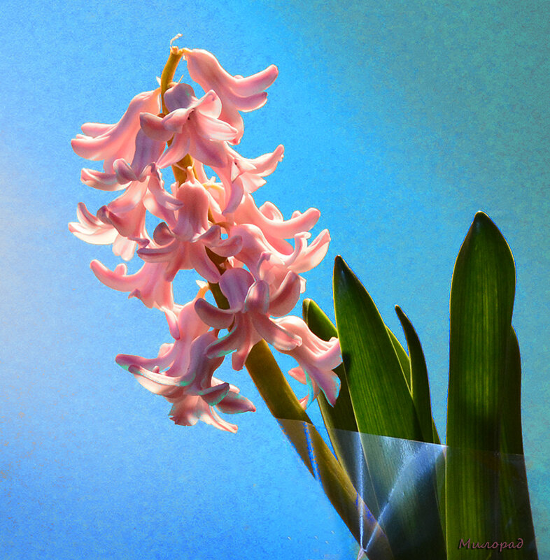 Любимый гиацинт - Милорад *