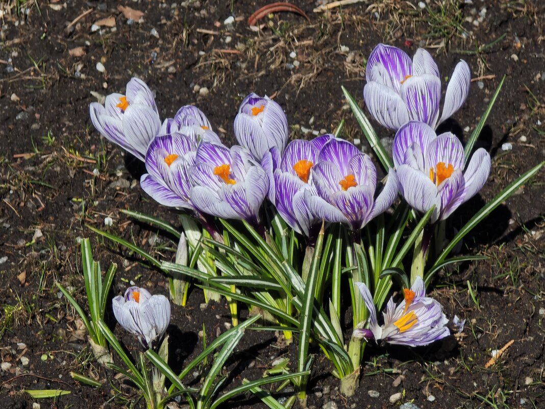 Крокусы - <<< Наташа >>>