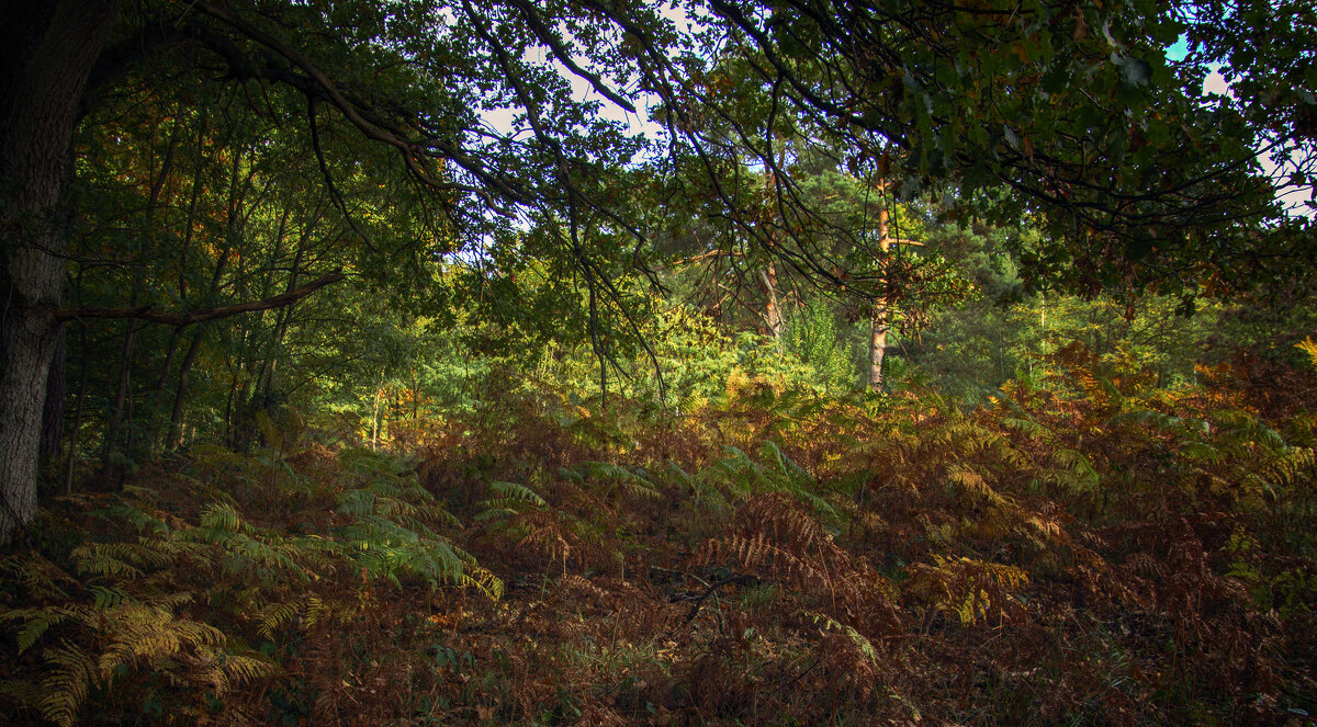 папоротник - Андроник Александр папоротник - Андроник Александр