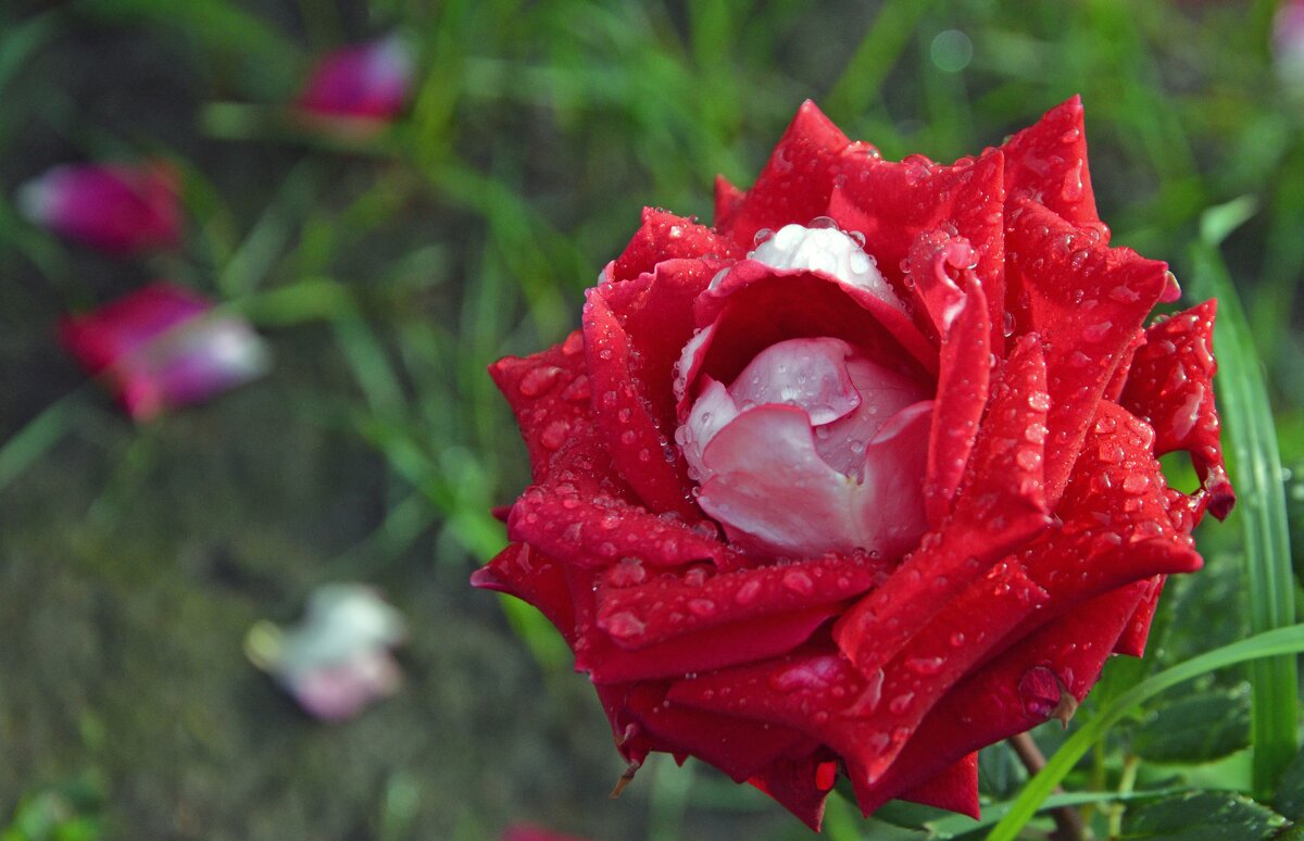 Капли росы на розе - Сергей М Капли росы на розе - Сергей М