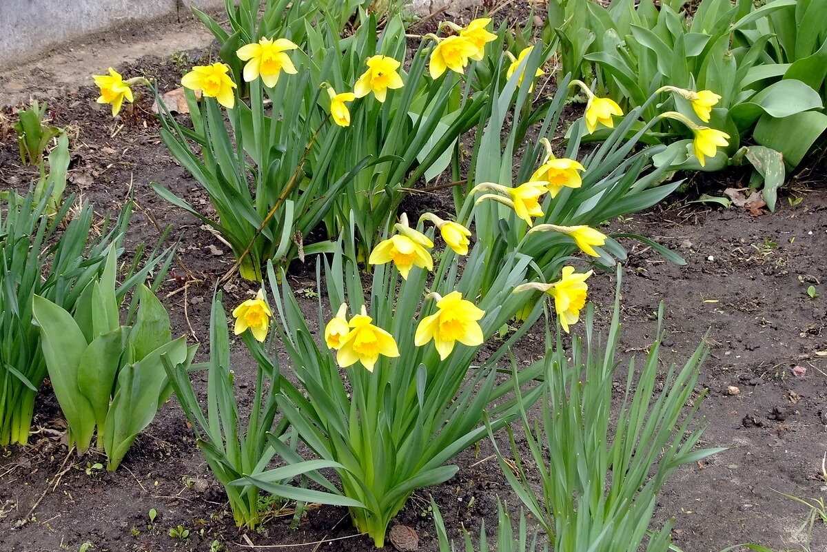 Как же без Нарцисов - Фёдор Меркурьев Как же без Нарцисов - Фёдор Меркурьев