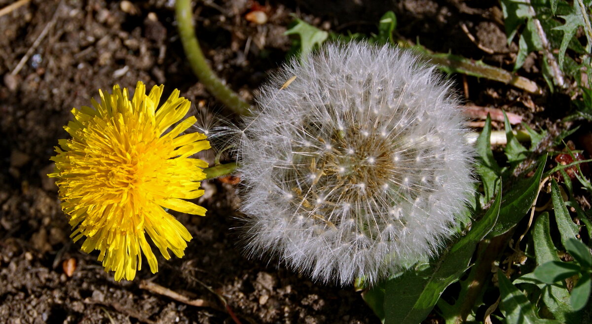 Одуванчики сентября. - сергей ермошкин