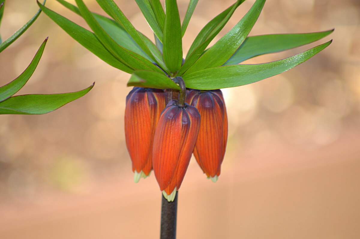 Императорский ) - Татьяна Лютаева