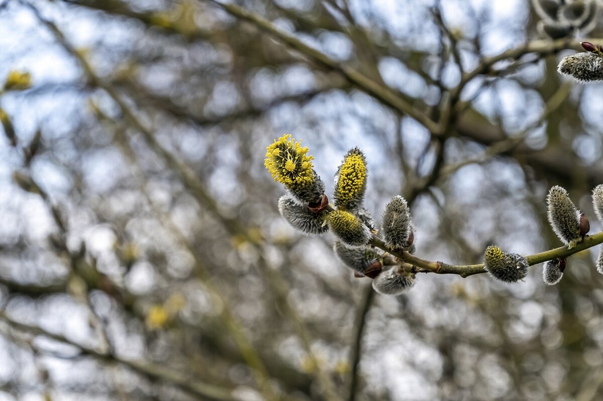 Апрельский привет - Валерий Иванович