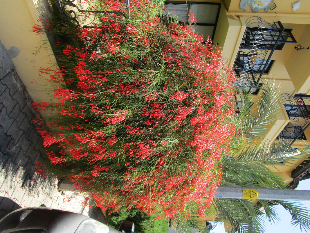 Мармарис  июнь  Турция - Елена Шаламова