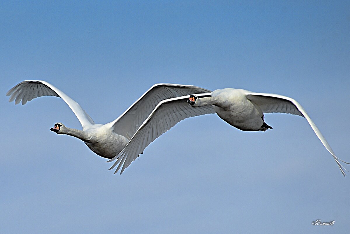 Полёт - Геннадий Ячменев