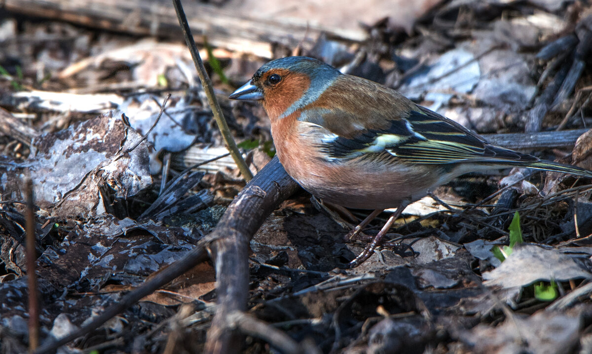 Зяблик. - Владимир Безбородов