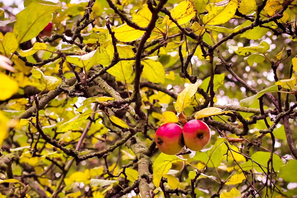 Осень - Sergey Grim