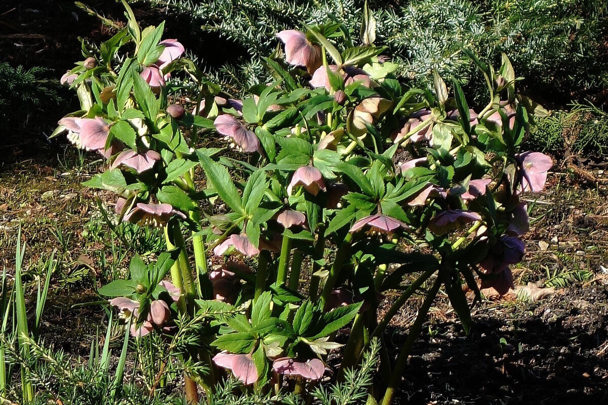 Морозник - Рита Симонова