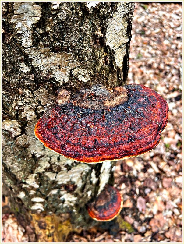 В весеннем лесу. - Валерия Комова
