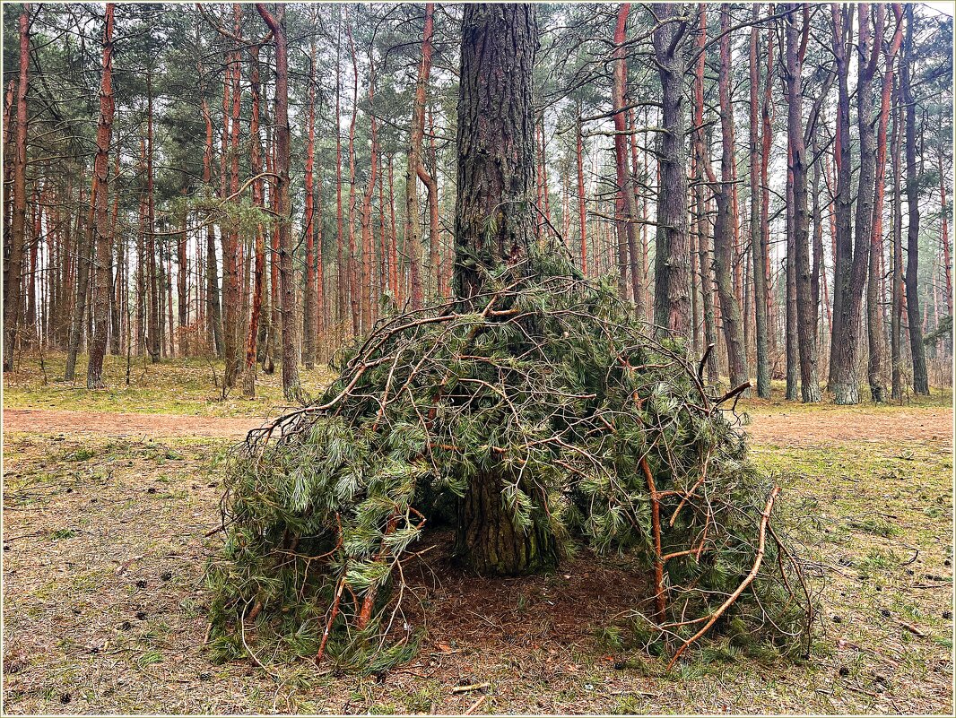 Чей-то шалаш. - Валерия Комова