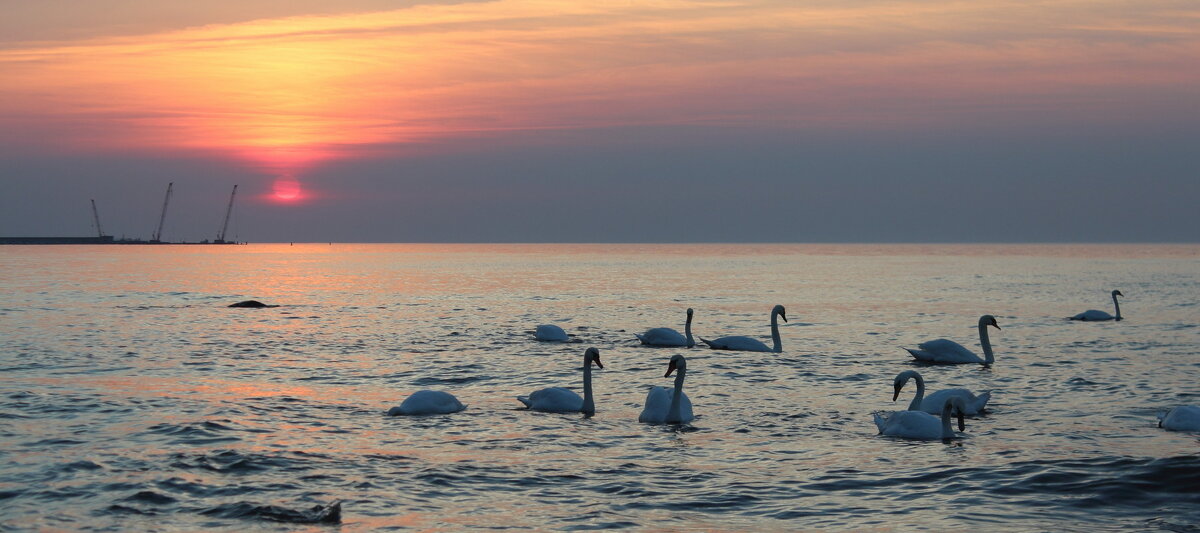 Лебеди - Августина 