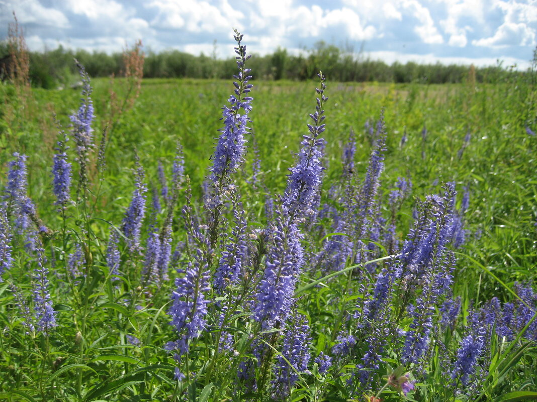 Вероника - Anna Ivanova