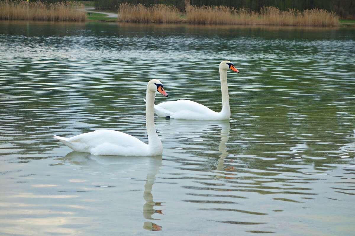 ... - Галина ... - Галина