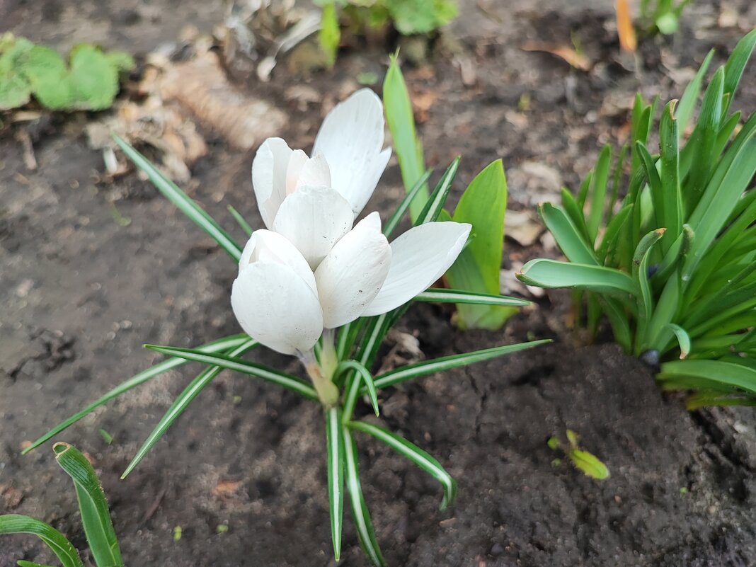 ,,, - Сергей Тимоновский