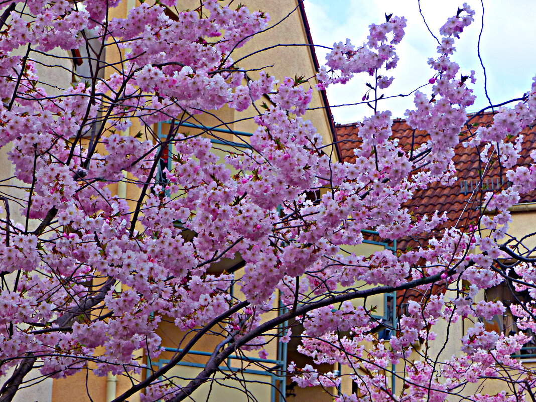 ЗАЦВЕЛА ЯПОНСКАЯ ВИШНЯ (САКУРА) (2) - Елена Куприянова ЗАЦВЕЛА ЯПОНСКАЯ ВИШНЯ (САКУРА) (2) - Елена Куприянова