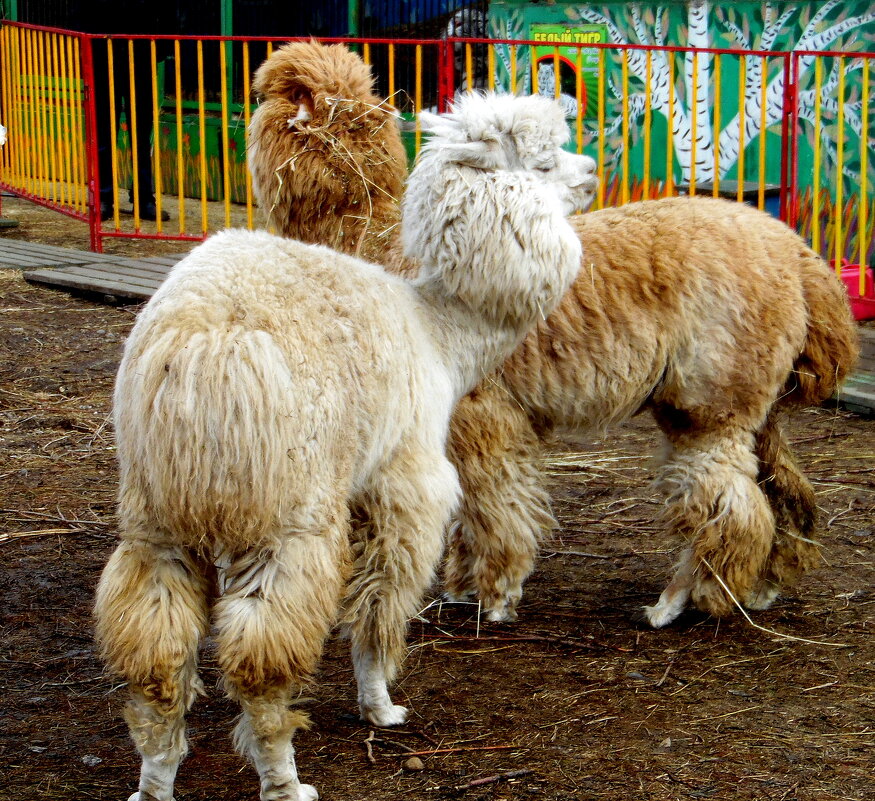 Две альпаки. - nadyasilyuk Вознюк