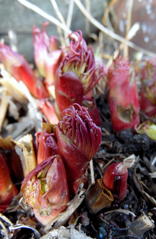 Весенние росточки. - nadyasilyuk Вознюк Весенние росточки. - nadyasilyuk Вознюк