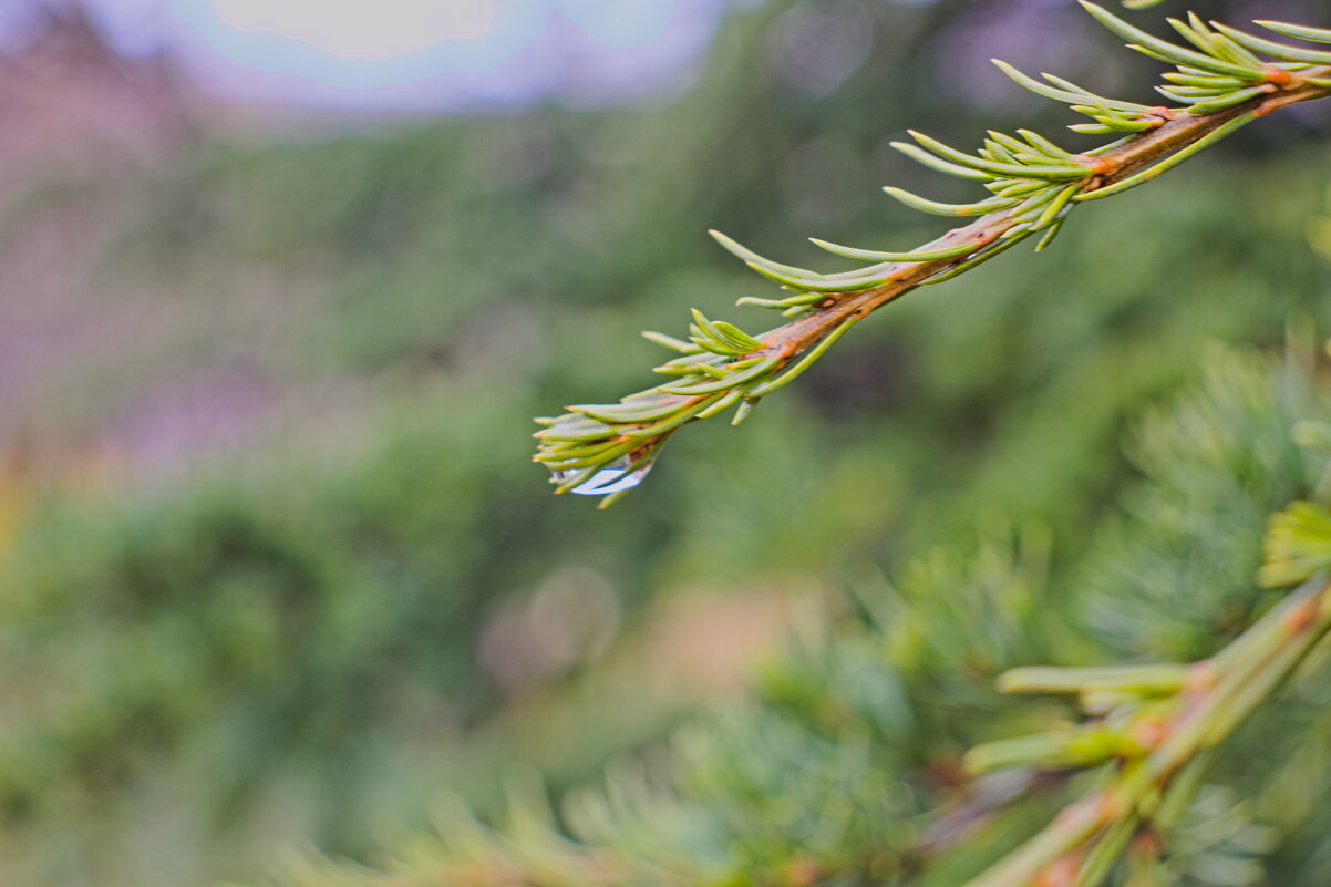 Капелька - Giant Tao /