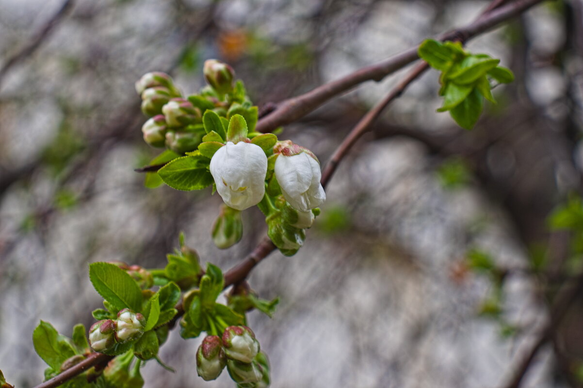 Цветенье вишни - Giant Tao / Цветенье вишни - Giant Tao /