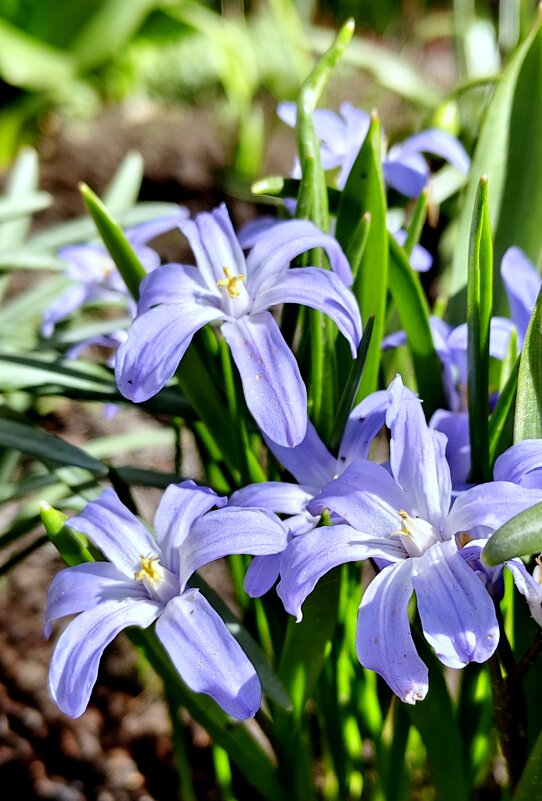 Весёлые цветочки - Александр Кондаков