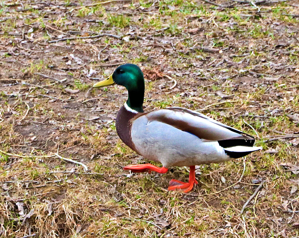 Шагом марш на поиски своей пары! - Светлана 