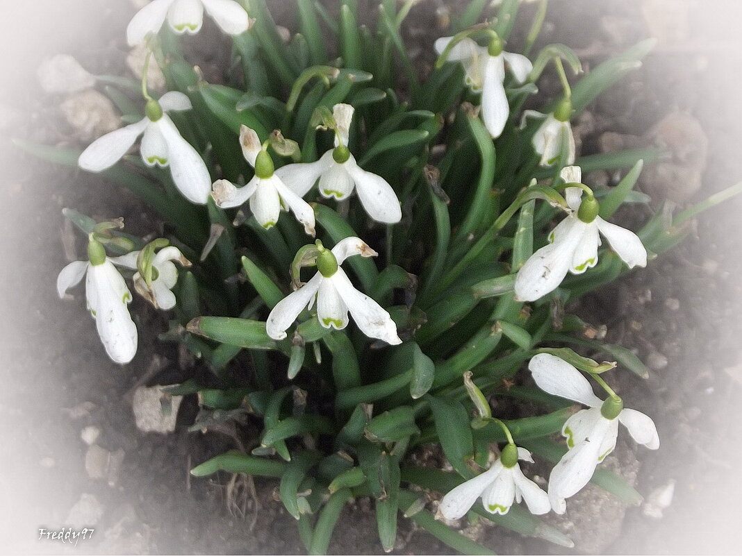 Подснежники - Freddy 97