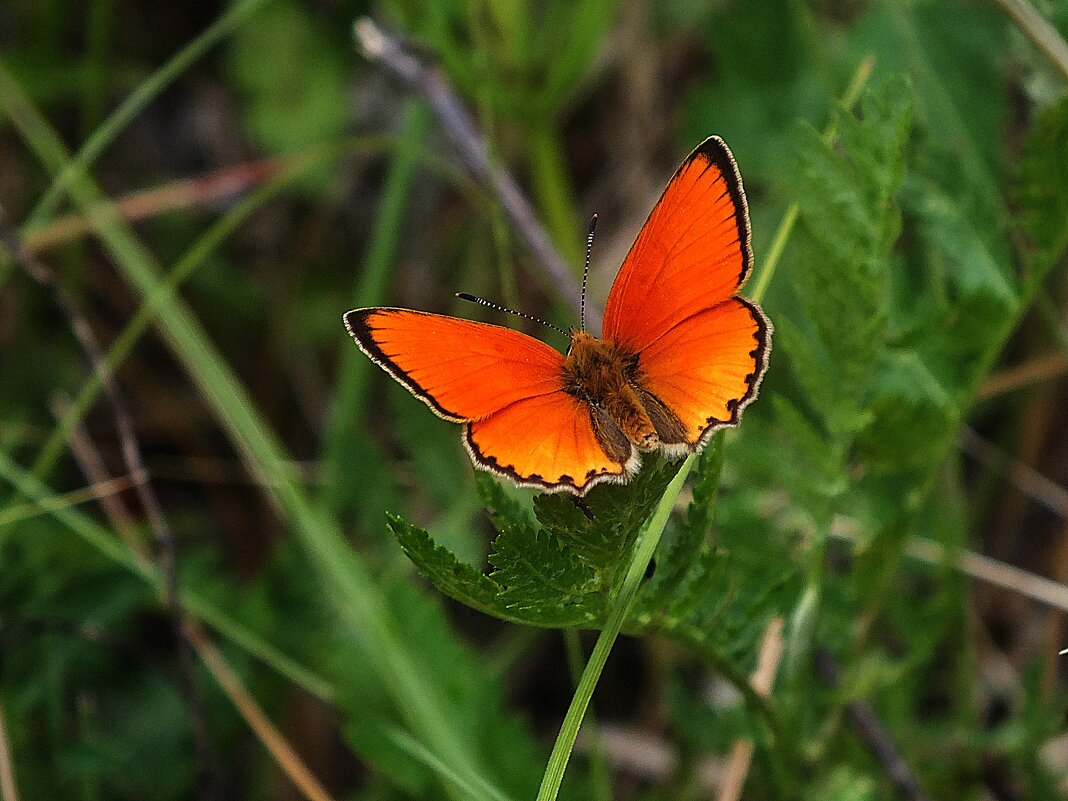 ** - Зоя Мишина ** - Зоя Мишина