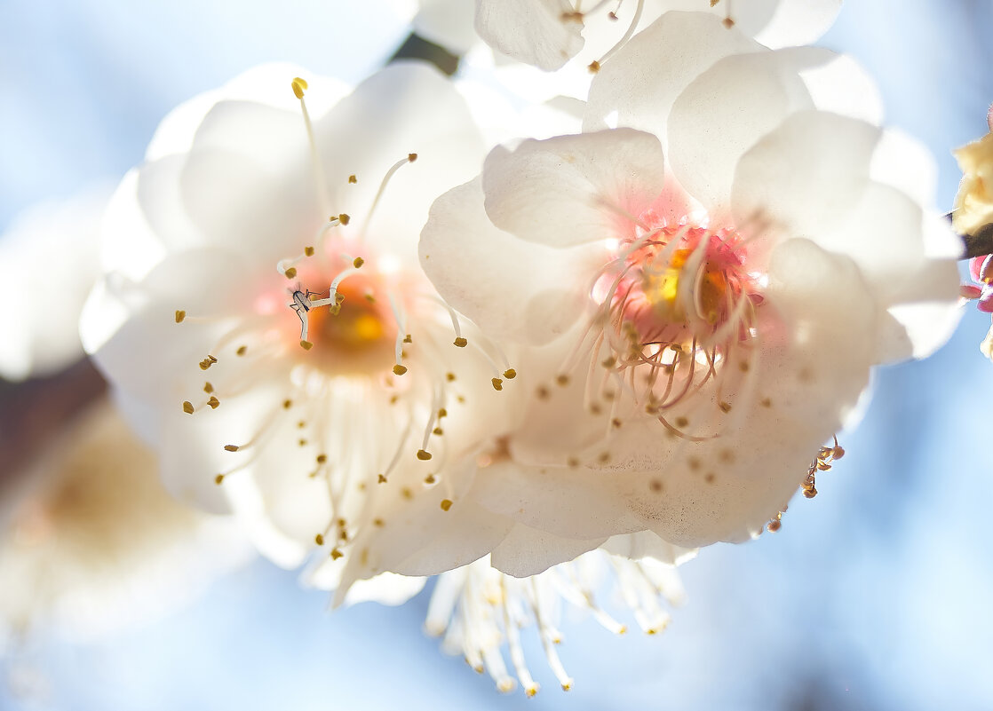 Сакура - Лилия .