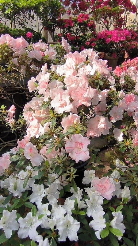 Субтропики ботанического сада. - Ольга Субтропики ботанического сада. - Ольга