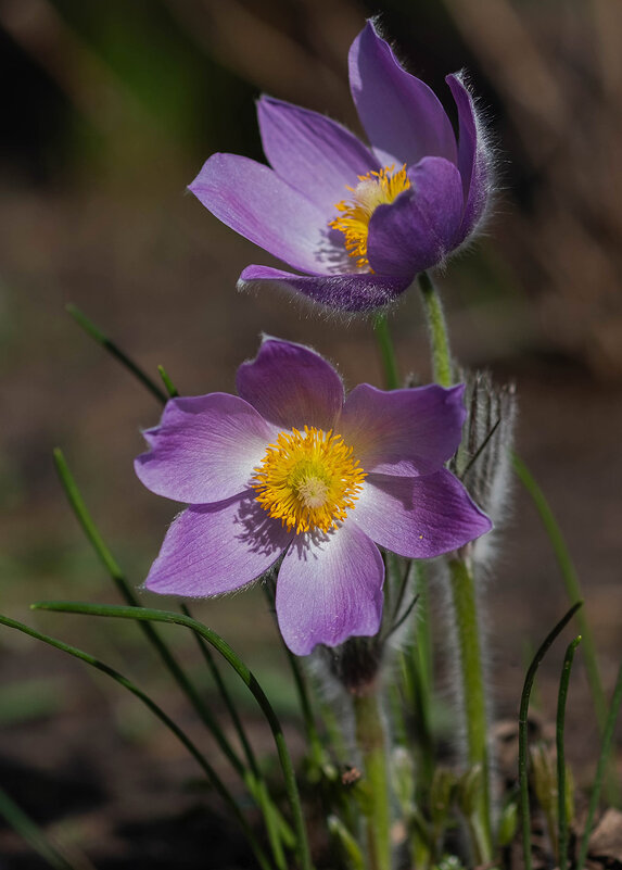 Сон-трава - Елена Ахромеева