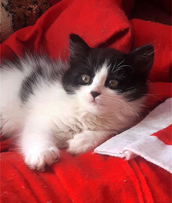 Пушок! - Нина Андронова