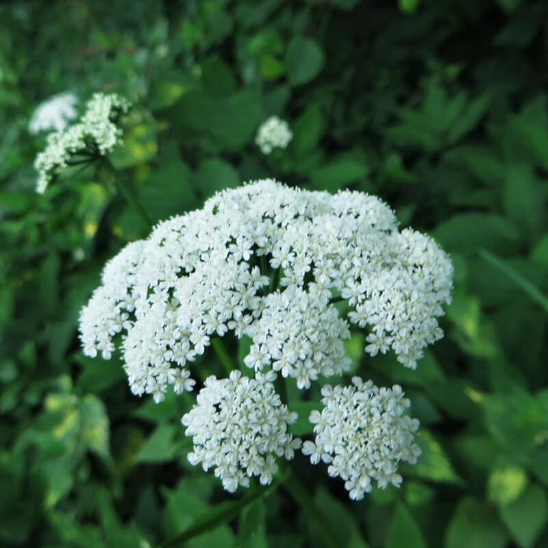 полевые цветы - марта Камушкина