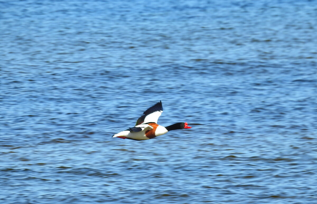 пеганка - ИННА ПОРОХОВА пеганка - ИННА ПОРОХОВА