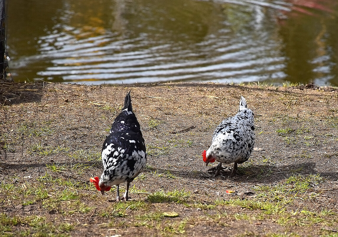 Вот такая пёстрая порода! - Валентина  Нефёдова 