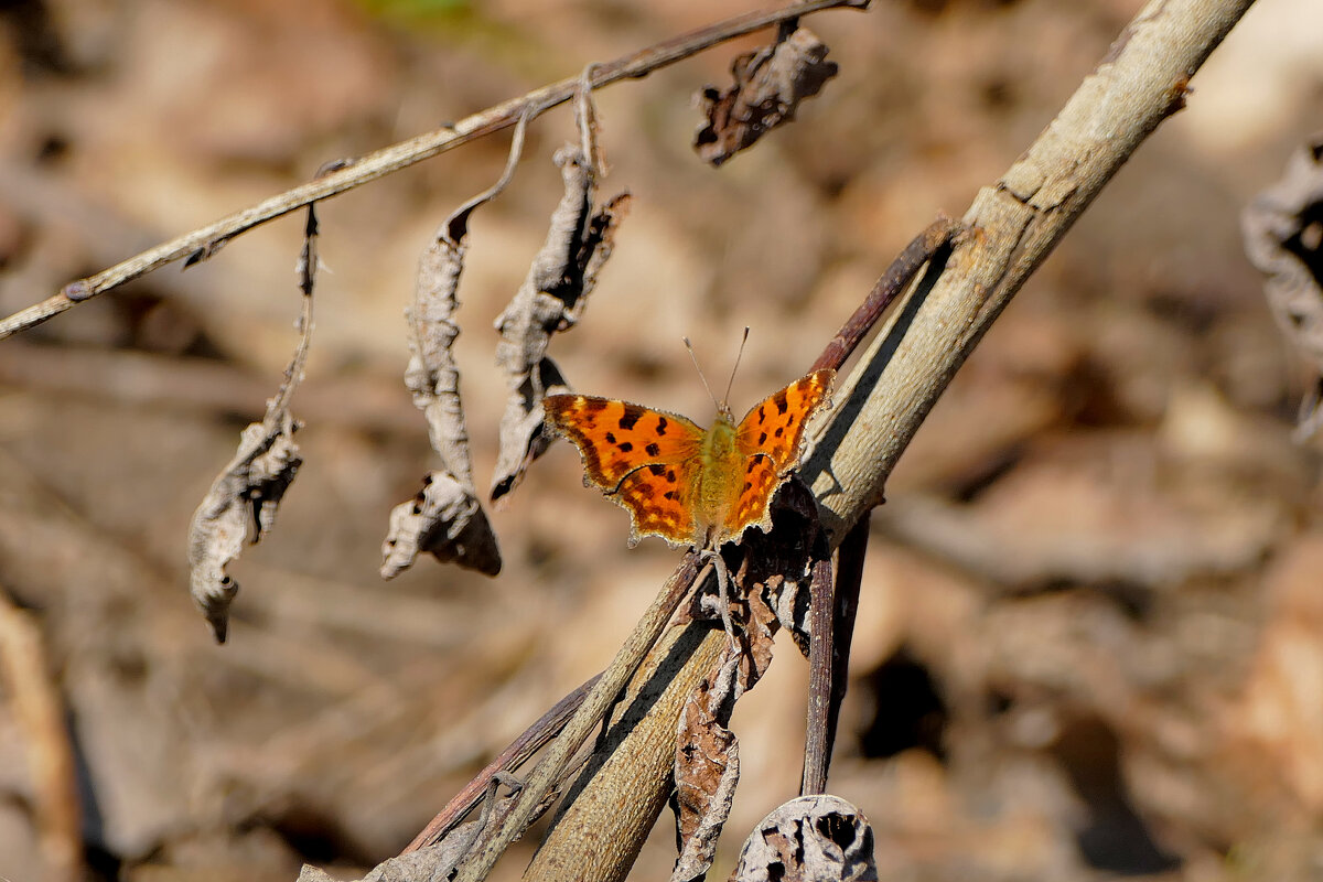 Бабочки, снятые сегодня  1 - Александр Прокудин