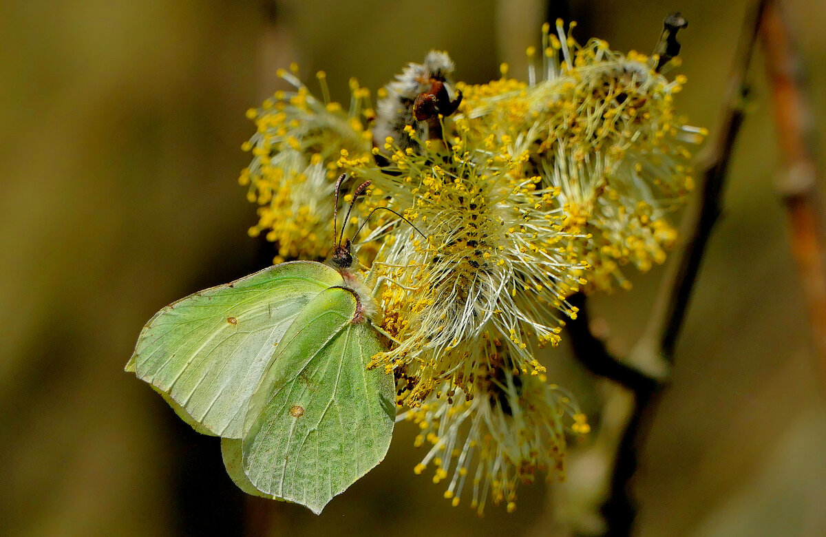 Бабочки, снятые сегодня 4 - Александр Прокудин
