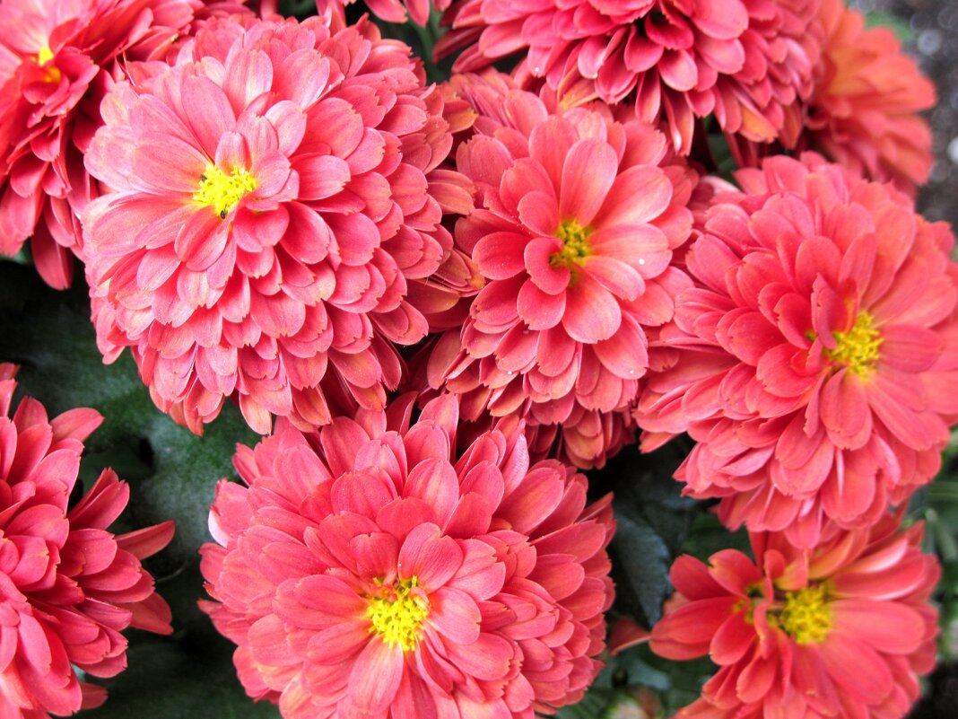 Хризантемы. - Ирина *** Хризантемы. - Ирина ***