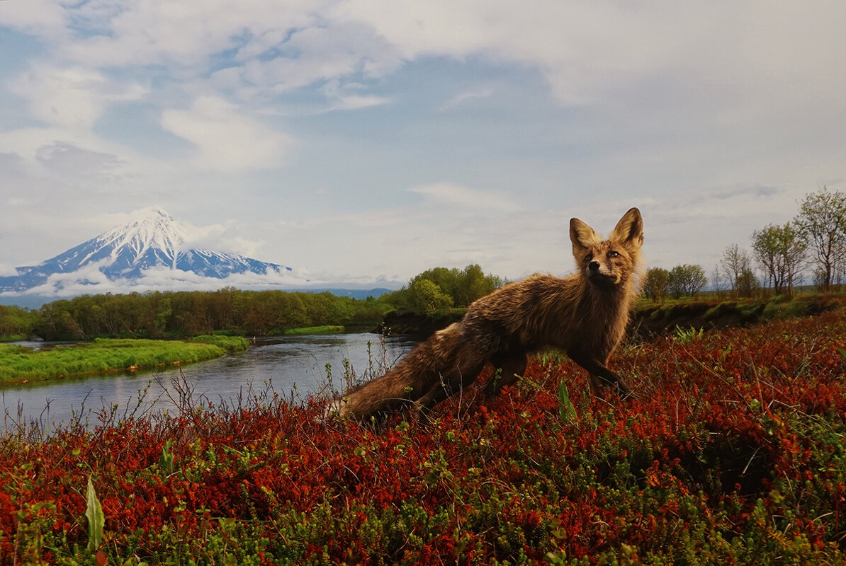 " Тайсон" - Ольга 