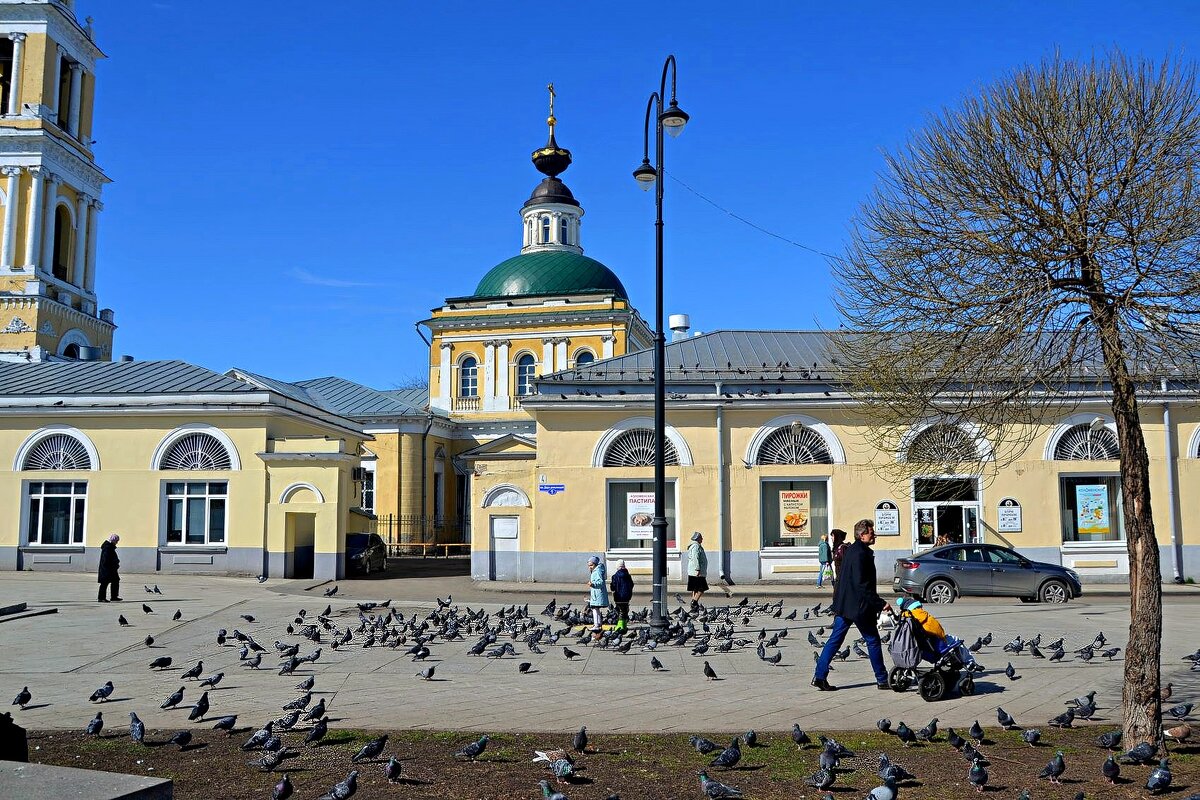 Городские голуби. - Михаил Столяров