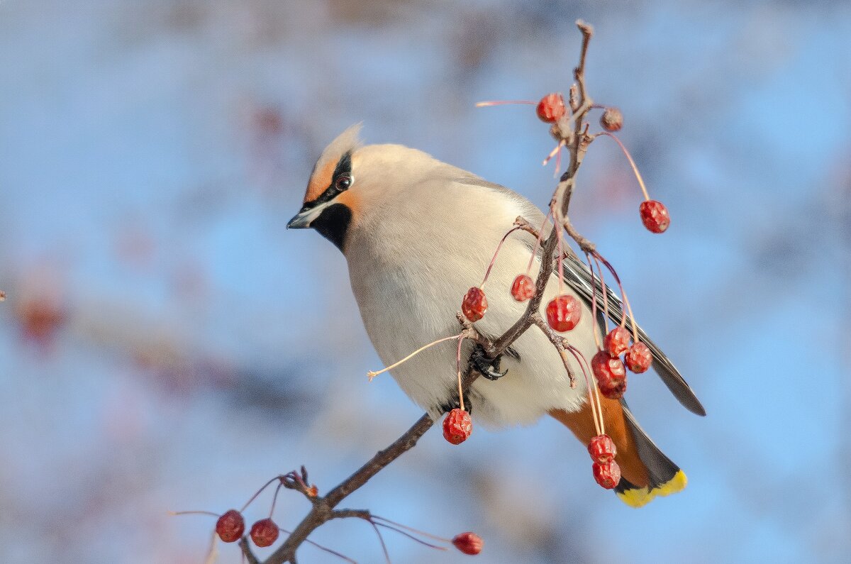 Свиристель. - Виктор Иванович Чернюк Свиристель. - Виктор Иванович Чернюк