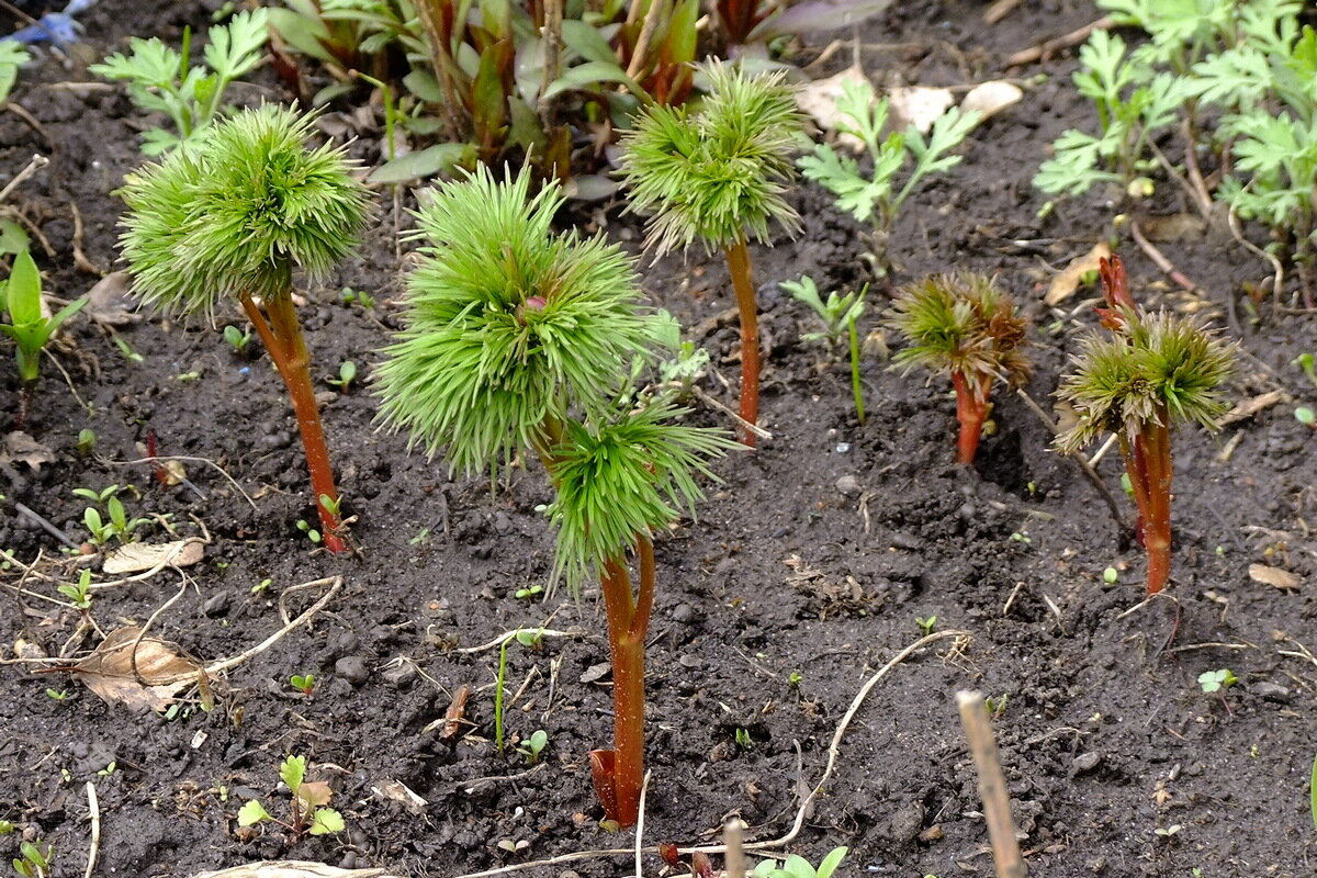 Ростки Воронца - Фёдор Меркурьев