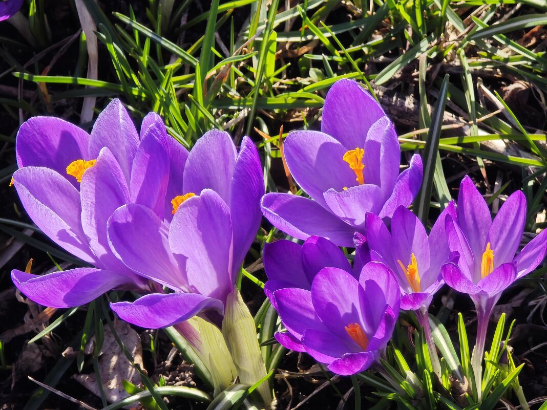Крокусы - <<< Наташа >>>