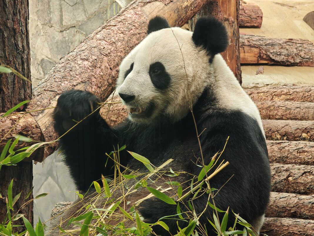 Панда Диндин - <<< Наташа >>>