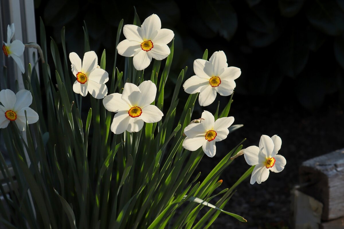 Доброе утро весны - Юрий. Шмаков Доброе утро весны - Юрий. Шмаков